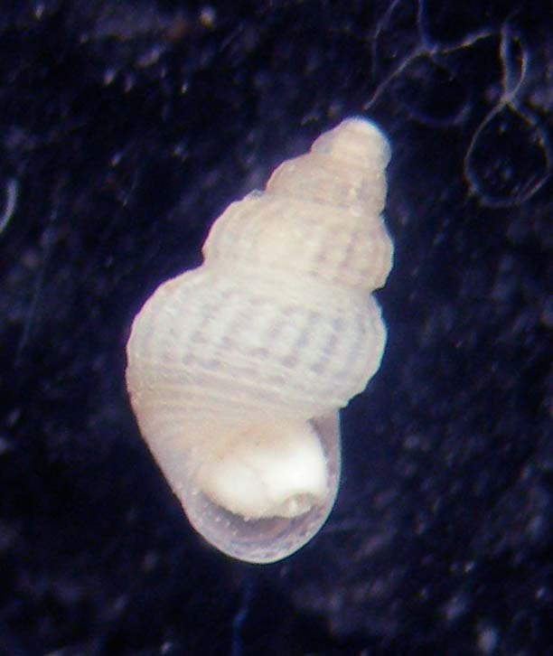 alvanioa litoralis